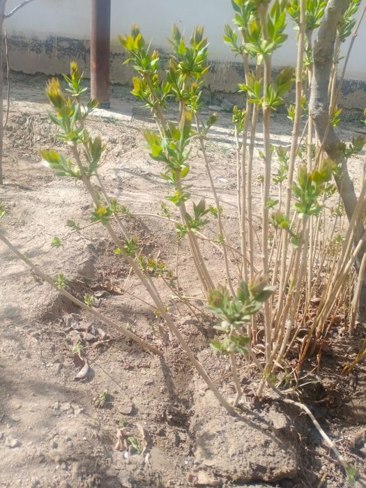 Сирень кустарник талы 500тг