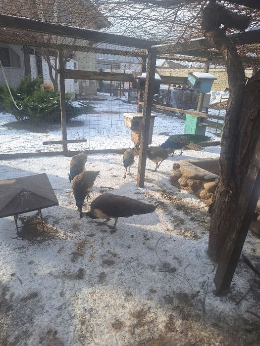 Pauni standard maturi pereche și tineret