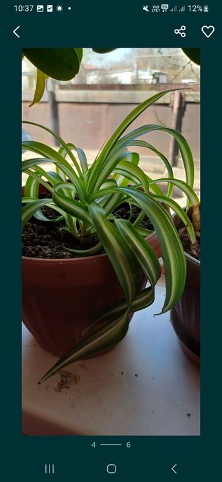 Комнатные цветы                 .