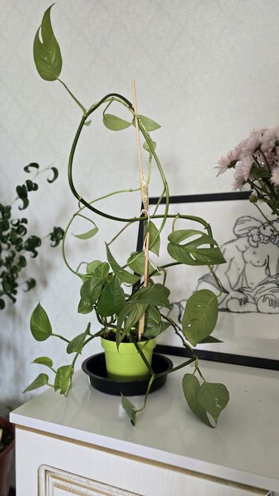 Комнатные цветы,  эпипренум