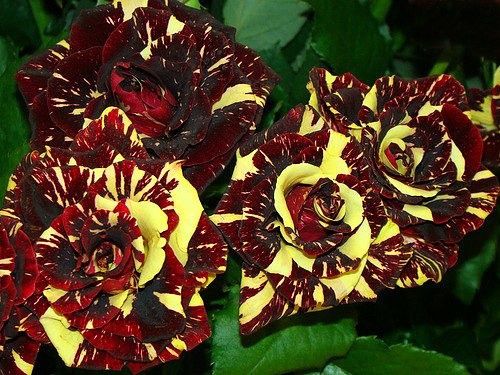 Роза Саженцы  Оптом