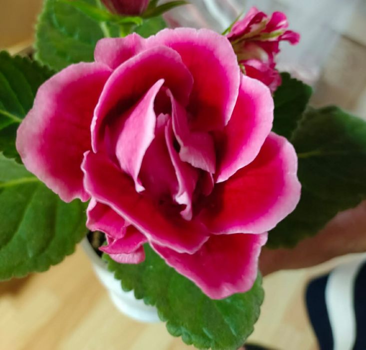 Глоксинии, тидеи