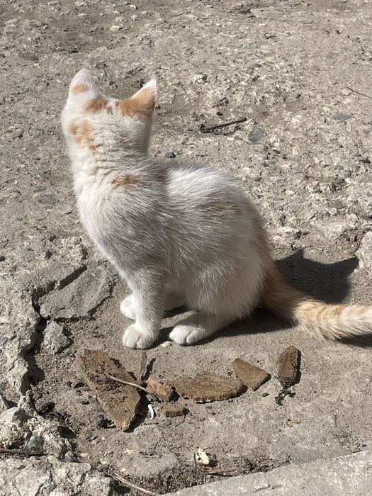 Отдам котенка в хорошие руки