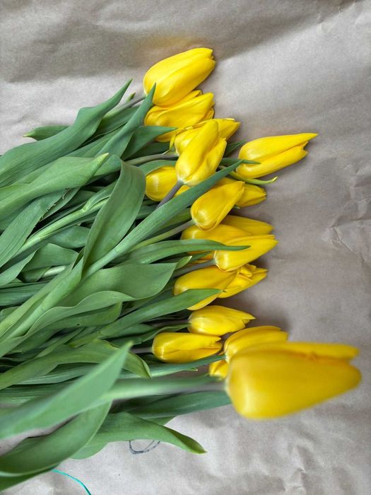 Тюльпаны оптом и в розницу