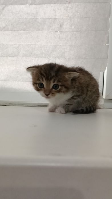 Котенок породистый