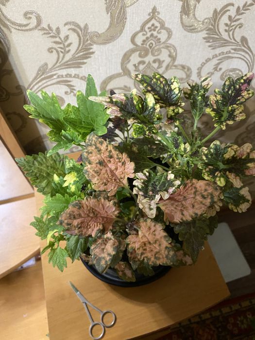 Колеусы разных сортов