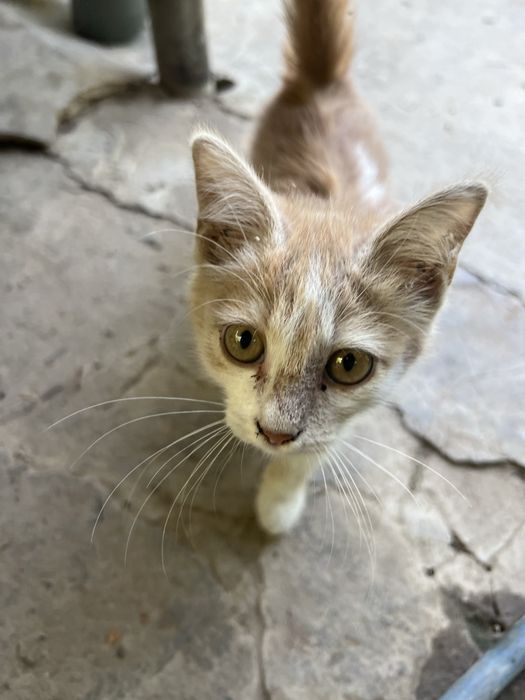 Хороший, умный, котёнок