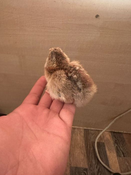 балапандар балапан