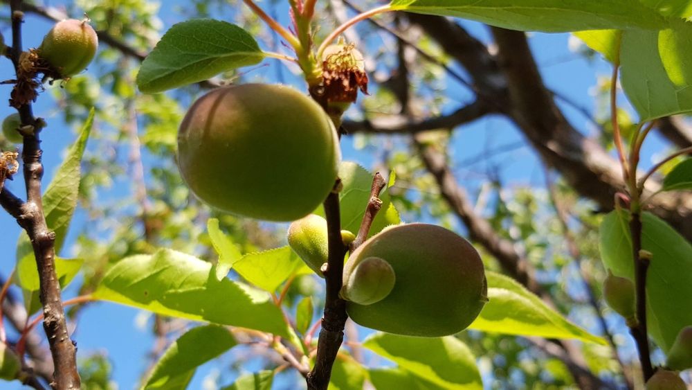 Teren Oradea ( gaz, apa, curent)str Fagetului  51 eur/mp