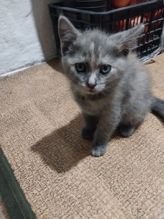 Котенок отдам бесплатно