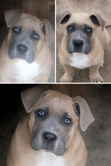 Mascul Cane Corso formentino,cu Pedigree+