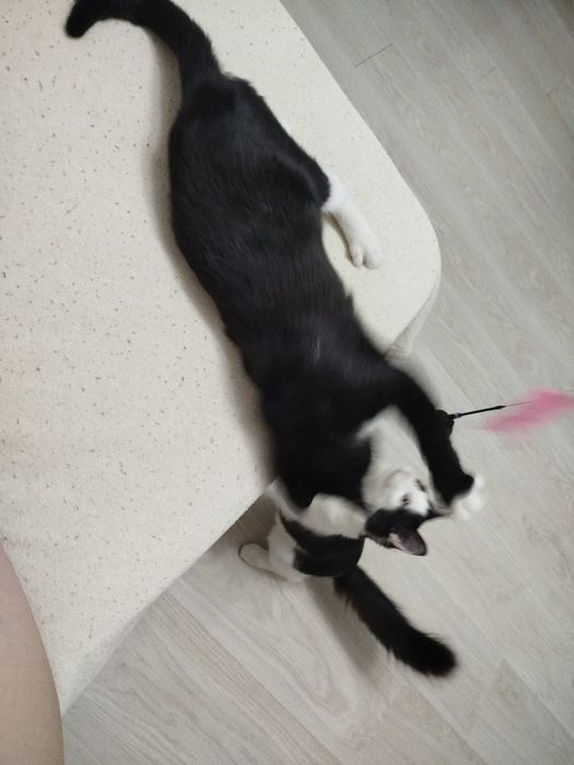 Котёнок Джоли ищет семью