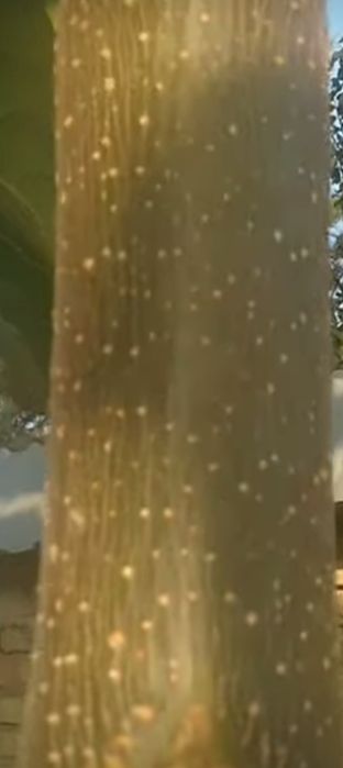 Sifatli Pavloniya koʻchatlari