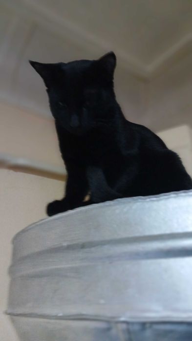 Котенок пол года.