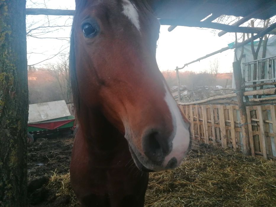Продаваме/покриване жребец Арабскашагия, документи 7500 Е