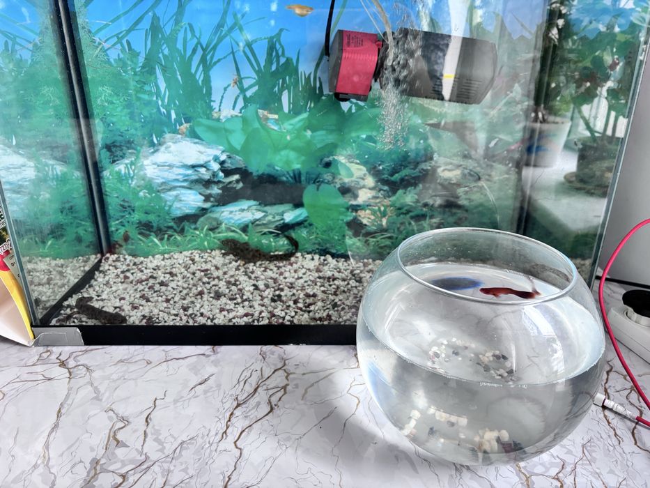 Продам аквариум с рыбками