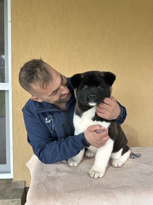 Catel Akita American cu pedigree de tip A