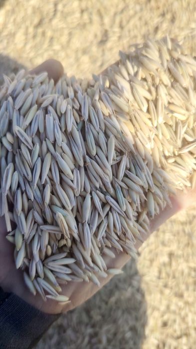 Овёс чистый,сухой