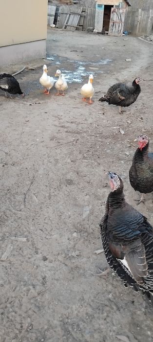 De vanzare: Curci și rațe crescute la curte