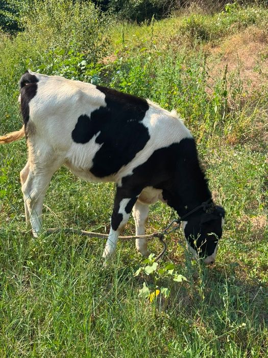 Vițea de 5 luni care este foarte bună si sănătoasă