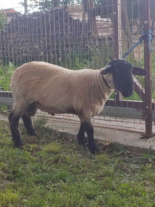 Berbeci Suffolk de un ani si sase luni