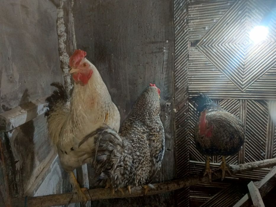 Петухи молодые домашние