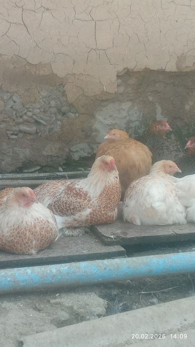 Продаются яйца курей породы  брама