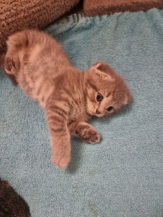 Котята  скоттиш страйт и фолд.