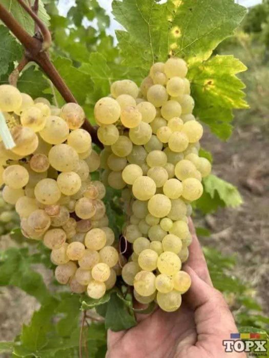 Struguri de vin de vanzare