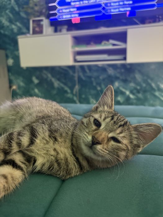 Отдаю котят в добрые руки