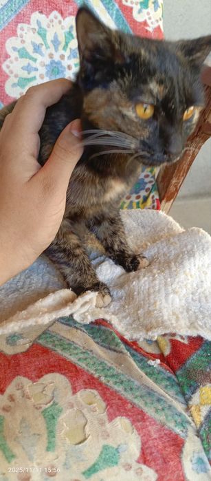 mushuk bolasi 7 oylik