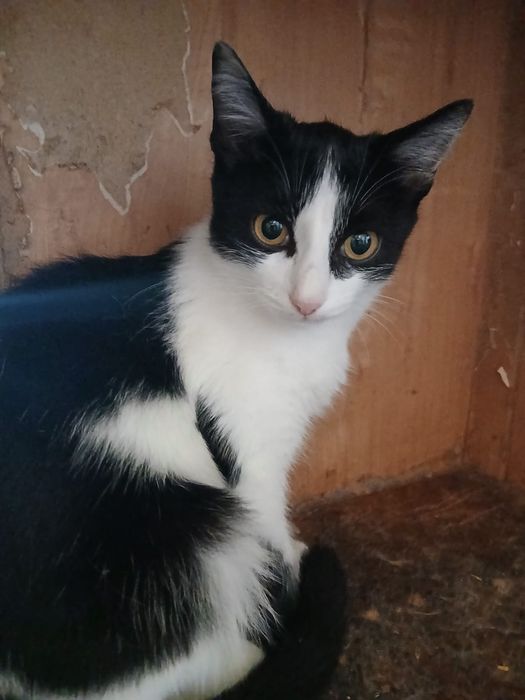 Отдам кошечку Луизу