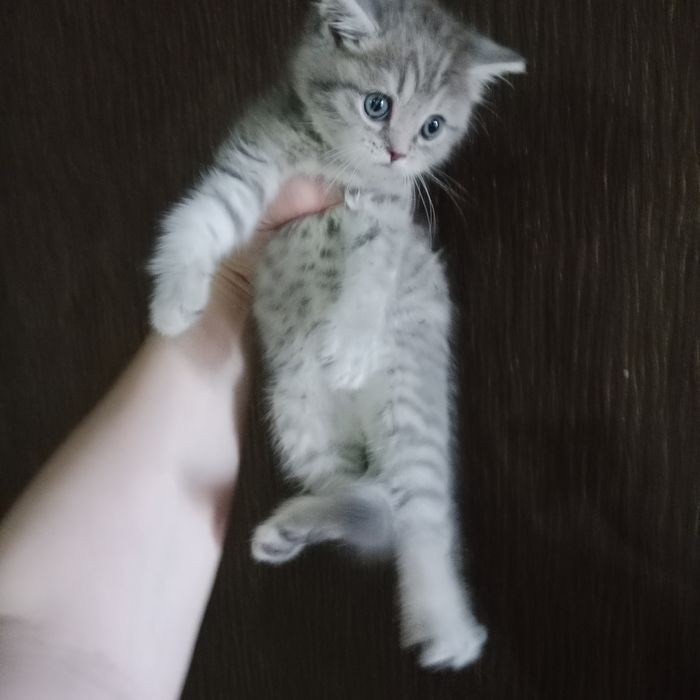 Шладости Шотланские котята
