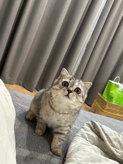 Кошка в хорошие руки