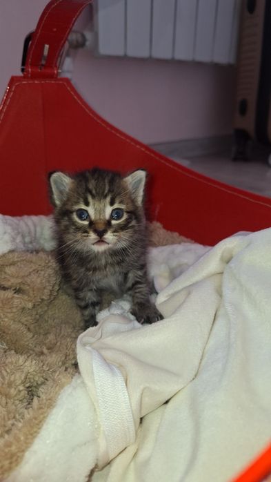 Котёнок мальенкая,срочно(девочка)