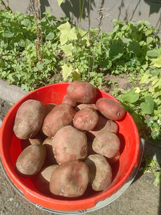 Продам домашний картофель