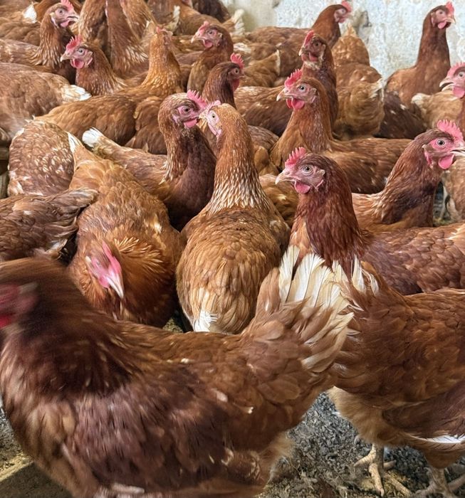 Куры Несушка Тауык