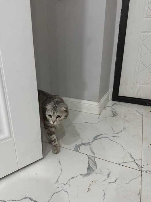 прлдам кошку бритнаский вислоуха