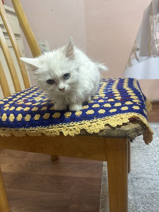 Котенок даром или 2000 тыс