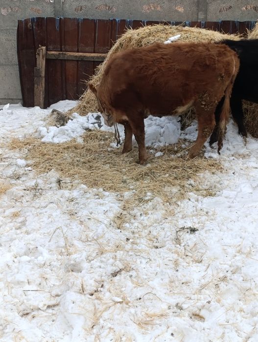 Продам хороших тёлок