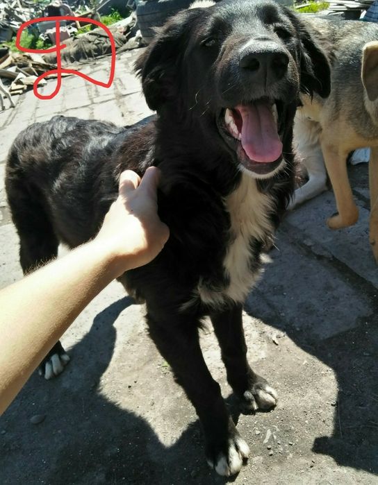 Щенки звоночки/..