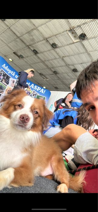 Plimb câini in Bucuresti!