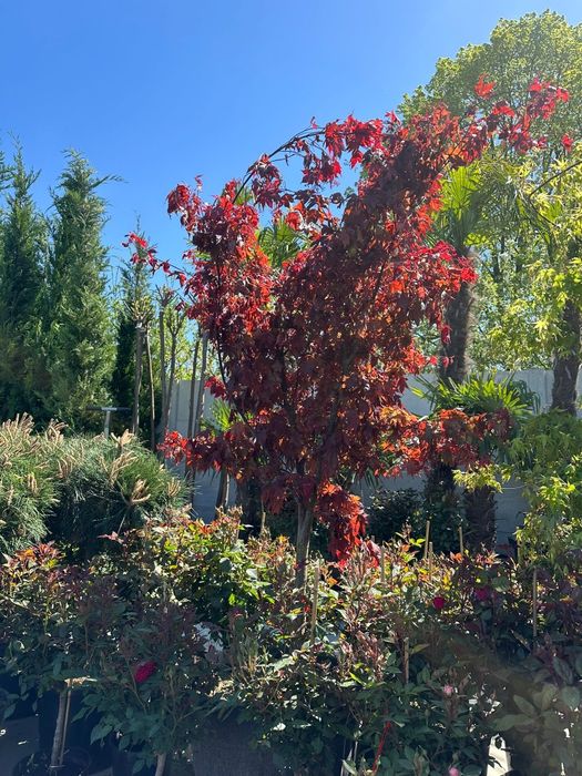 Brazi, catalpa, spirală, pompon, catalpa la preț de producător