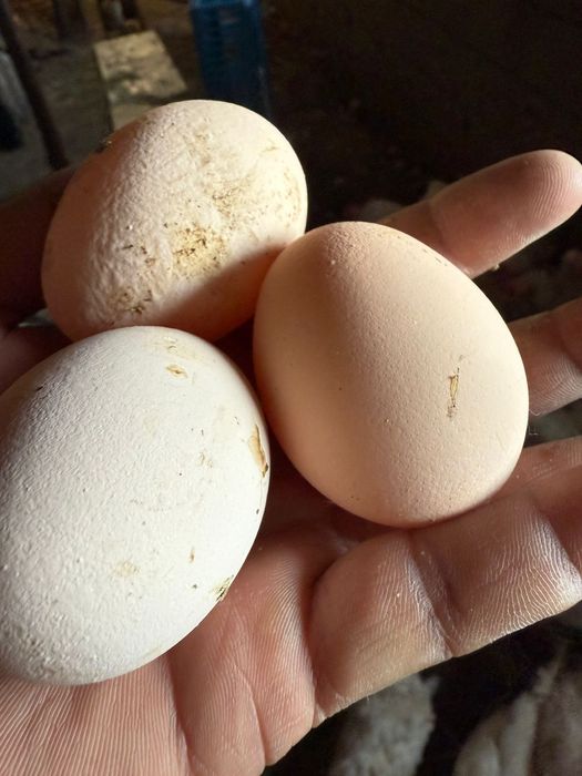 Легорны куры Ломан браун