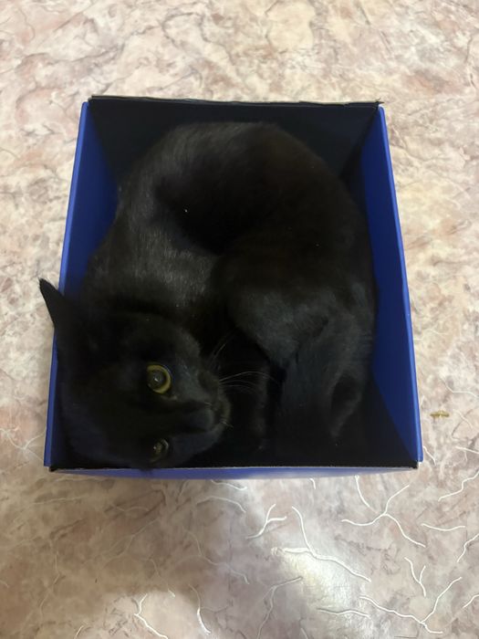 отдам котенка девочка 6 месяцев