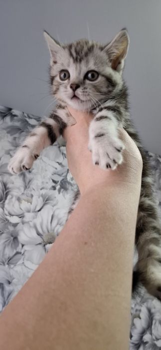 Британские котята