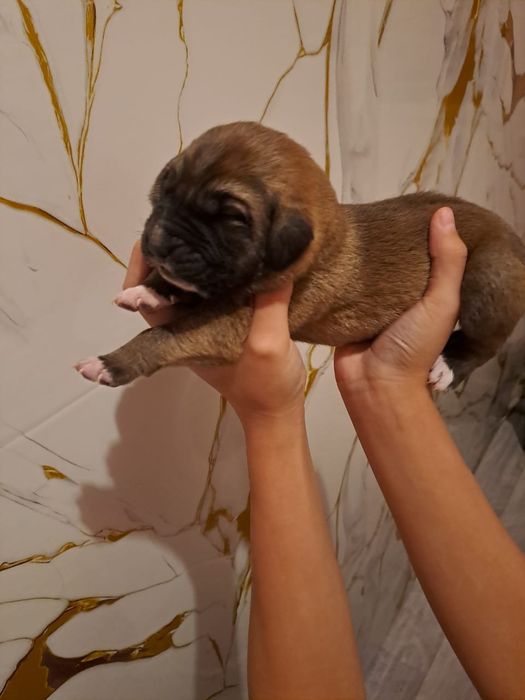 төбет күшік 3 апталық