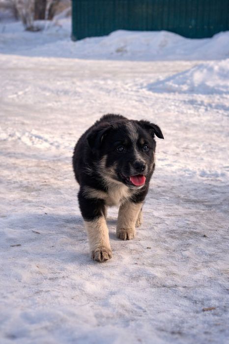 Щенки 3 мес. В добрые руки!