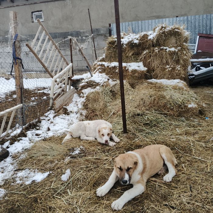 Алабай күшіктер сатылады