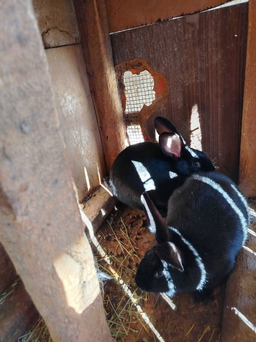 Продавам зайчета